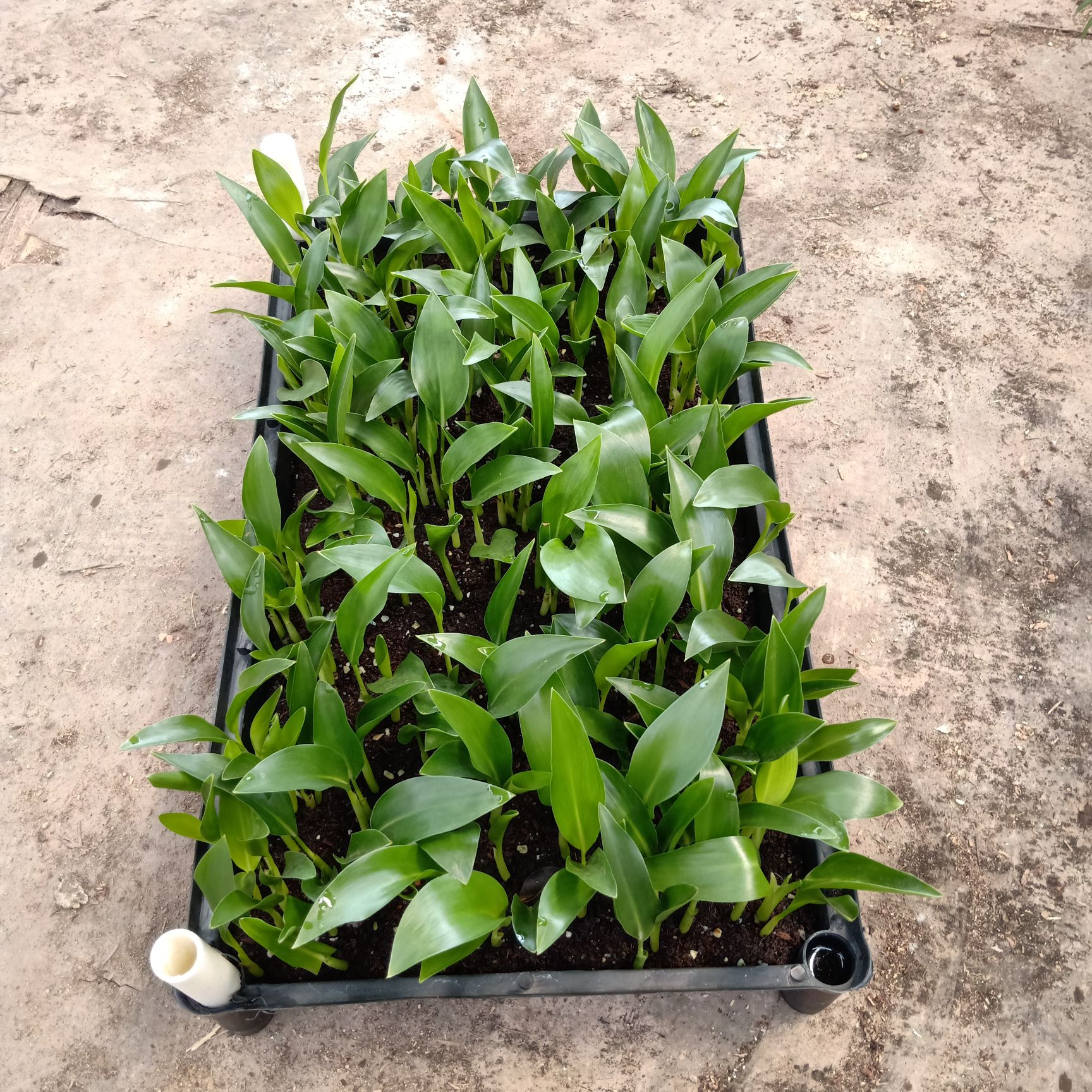 白花天堂鸟 鹤望兰苗 观叶观花植物 广州直发 苗木批发零售