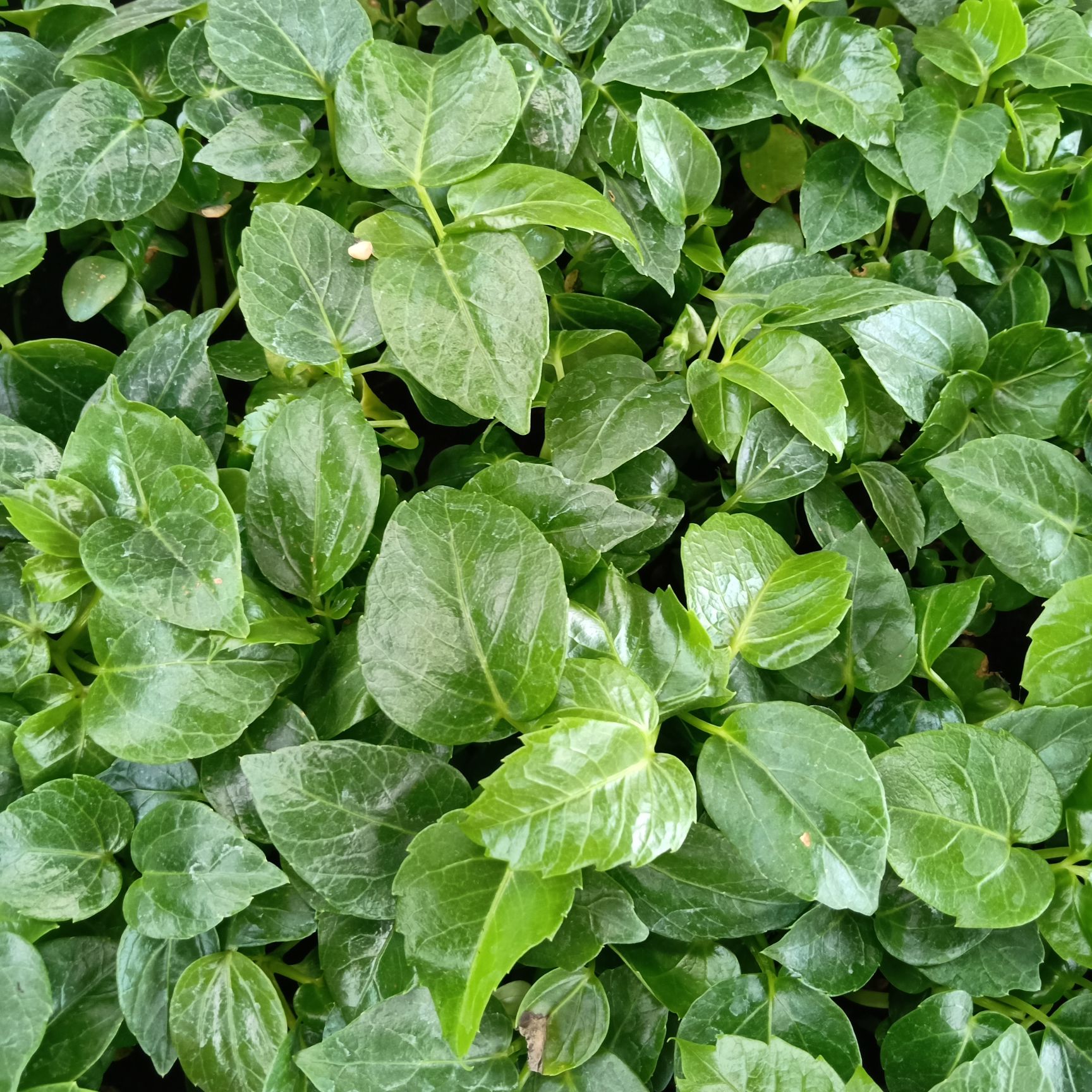 澳洲鸭脚木 苗圃直供优质大叶伞种苗 室内盆栽观叶植物