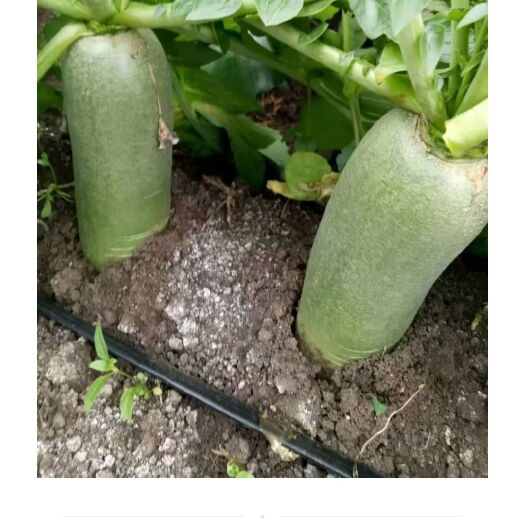 靖远县 绿头萝卜口感脆甜外形美观无裂无黑头品质上剩无公害绿色产品。
