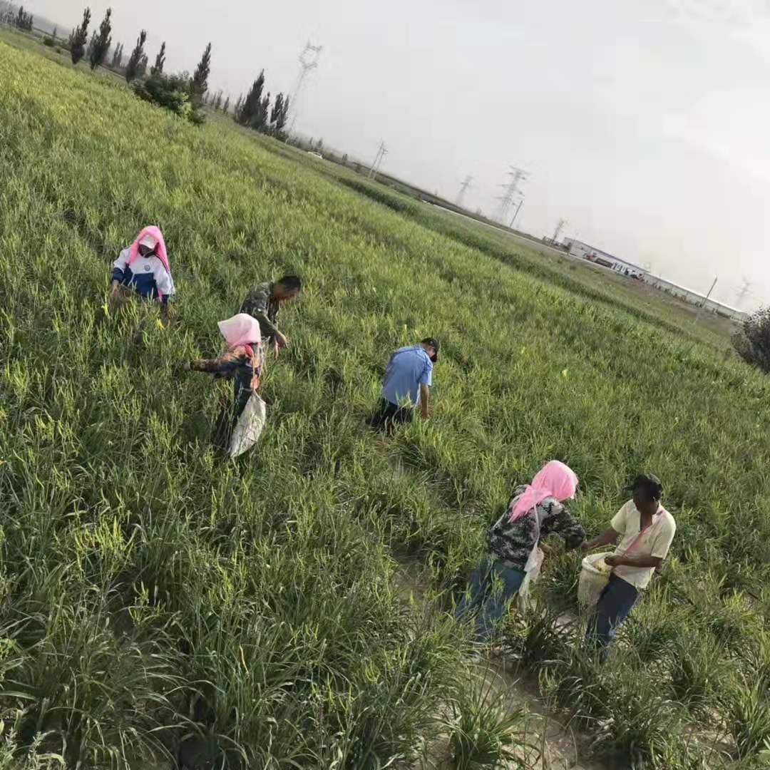  精挑细选黄花菜