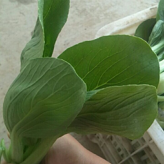 曹县小青菜 上海青快菜