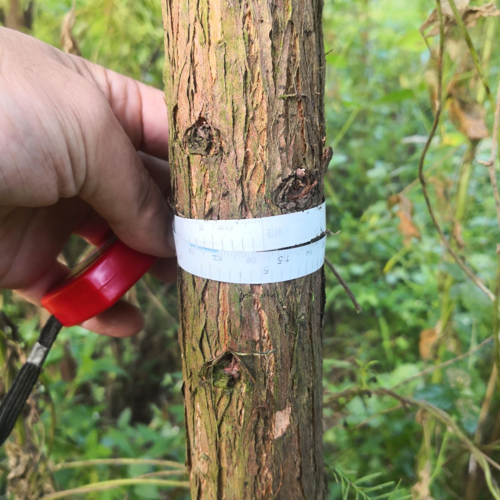  拆迁苗圃大量3-12胸径池杉处理