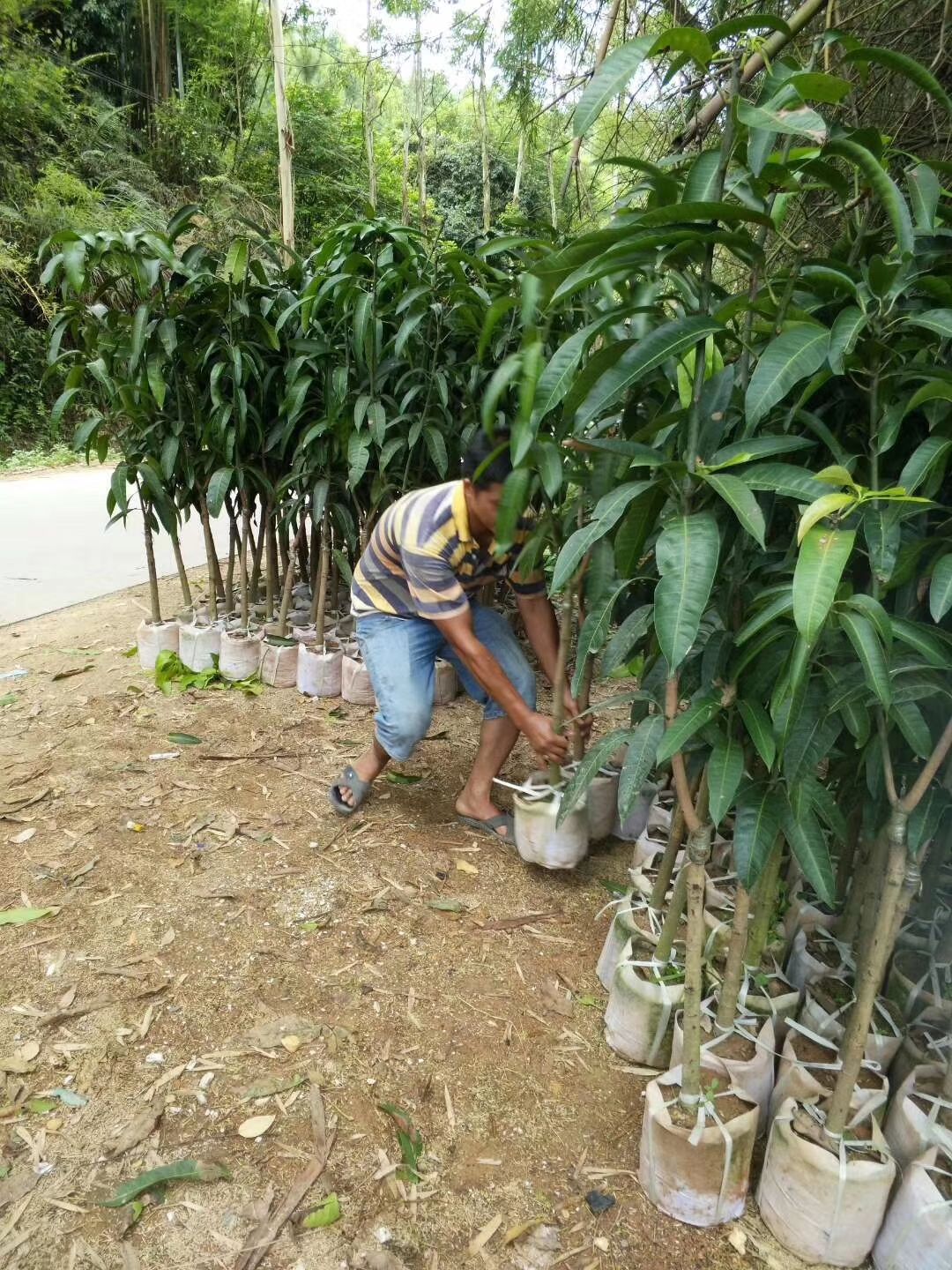 金煌芒果苗   桂七芒果苗