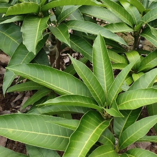 灵山县 芒果苗供应，品质保证。！