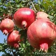 蒙自石榴 0.8 - 1斤