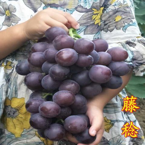 平邑县 大量出售腾稔葡萄苗，乒乓球葡萄苗