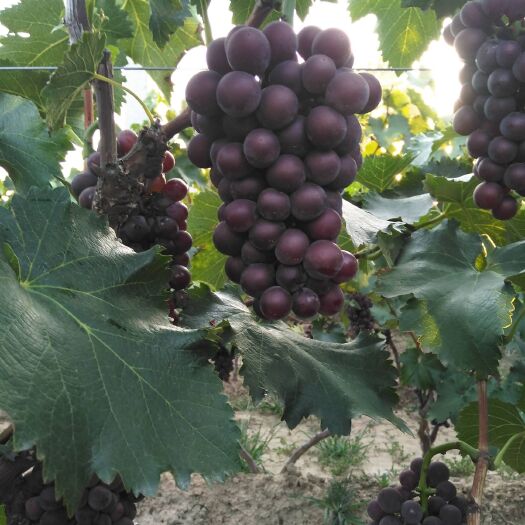 渭南夏黑葡萄 5%以下 1次果