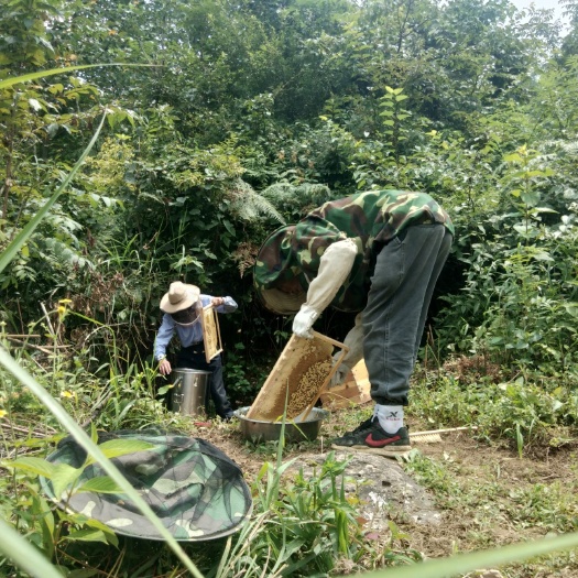 石门县 蜜蜂农场蜂蜜正式上线