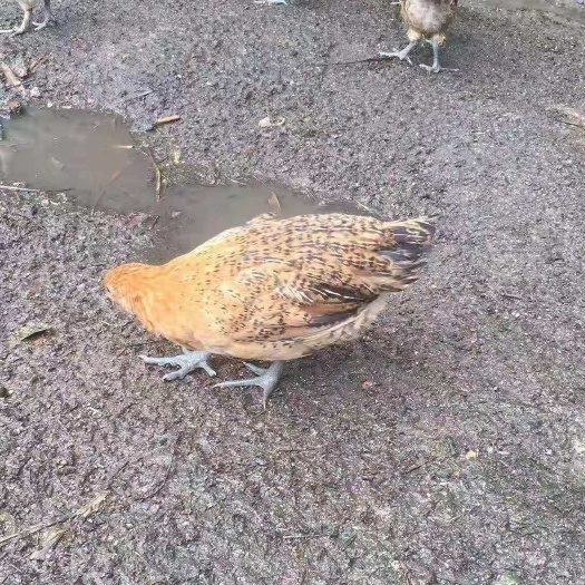 衡阳土鸡苗  青脚土鸡脱温苗  包运输保质保量
