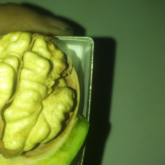 鹤壁 温185纸皮核桃，新2薄皮核桃