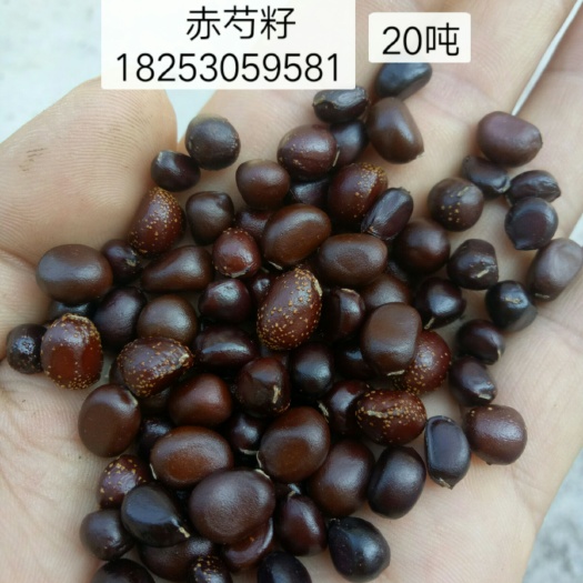 菏泽赤芍种苗