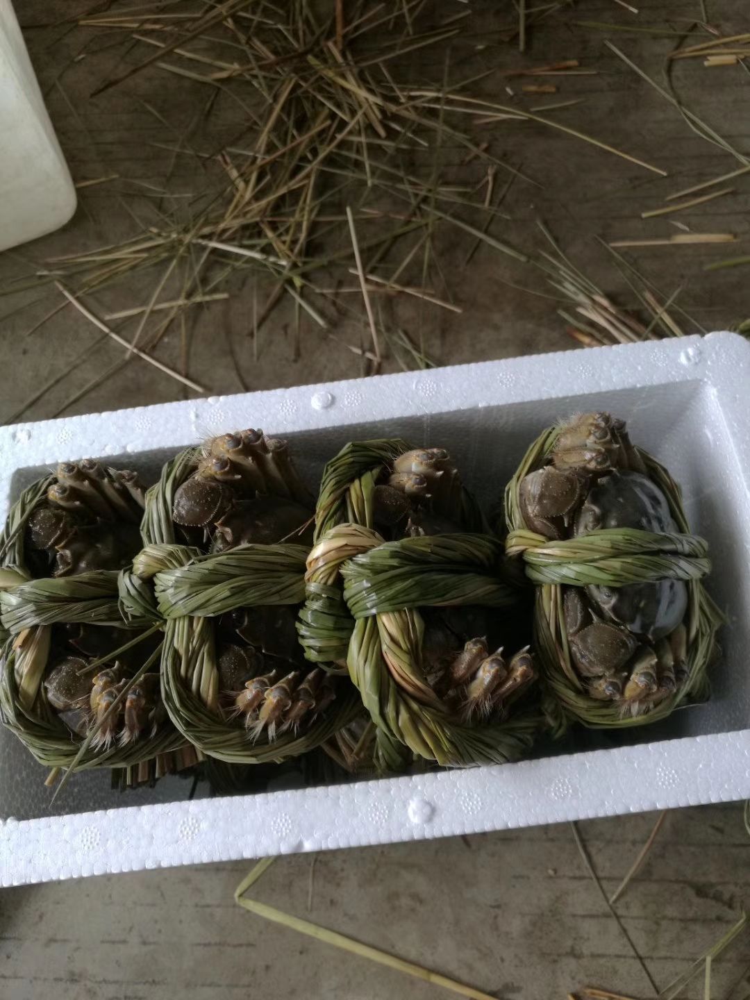 阳澄湖镇大闸蟹 螃蟹六月黄