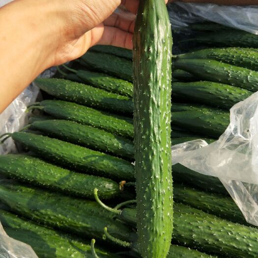莘县刺黄瓜 山东莘县蔬菜大棚种植基地  日供50吨  货量充足