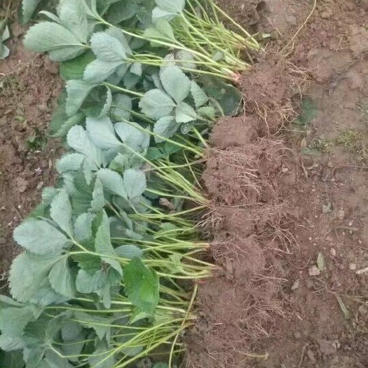 泰安 香蕉草莓苗