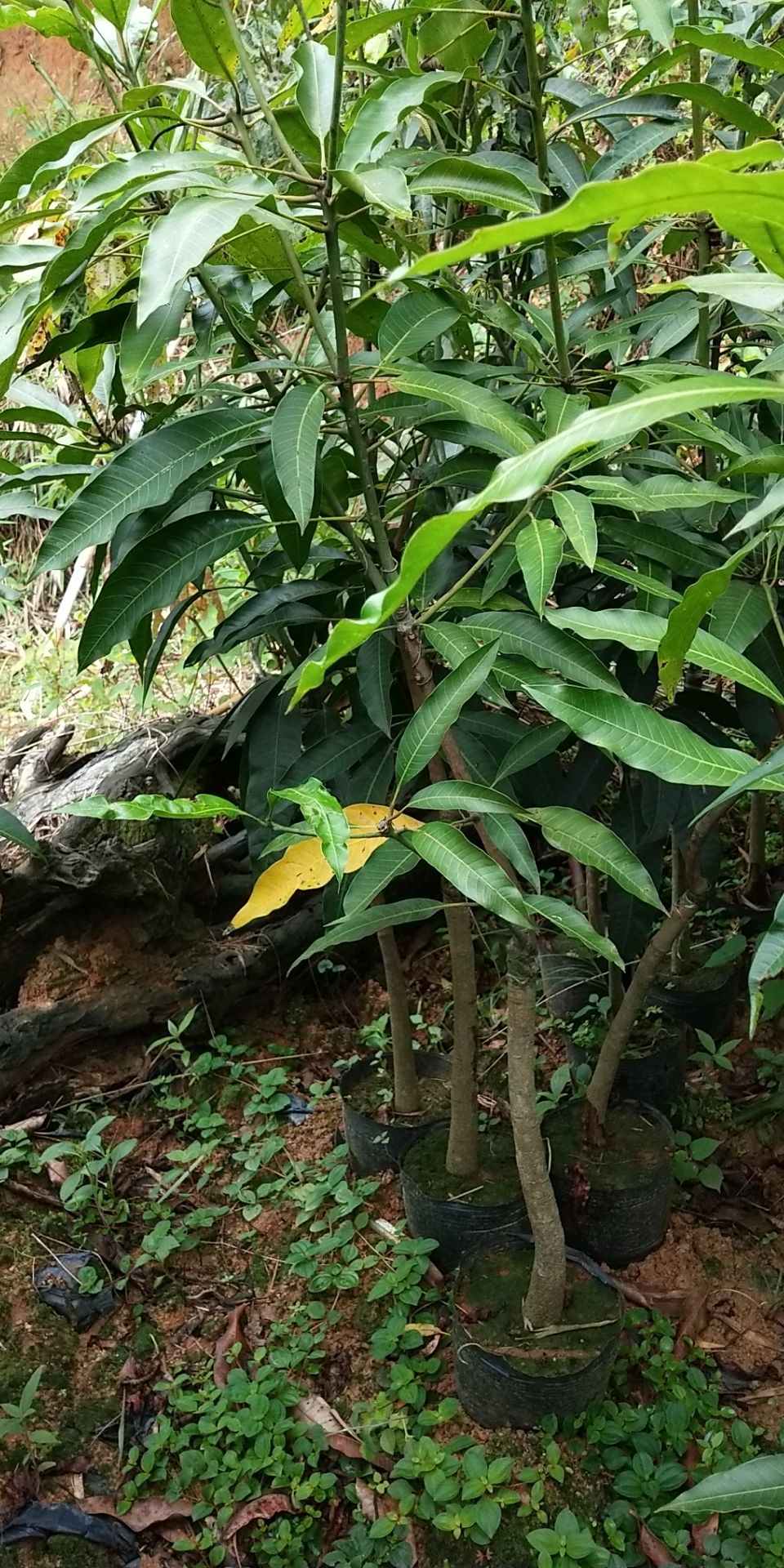 金煌芒果苗   桂七芒果苗