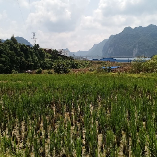 凌云县水田 田地要卖