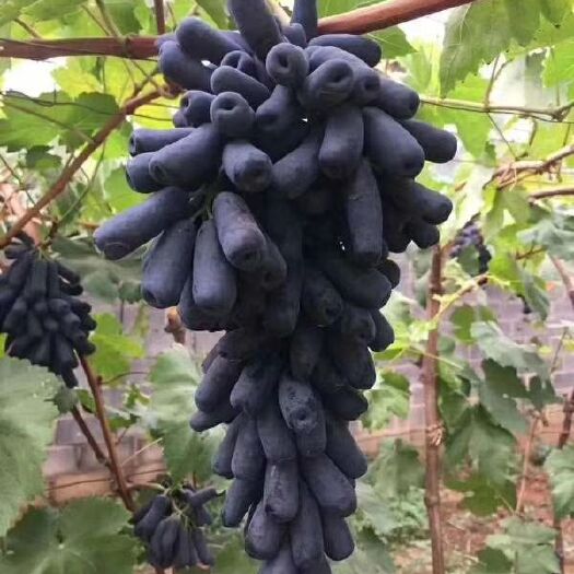 卢龙县蓝宝石葡萄苗 甜蜜蓝宝石 ：天然无核  果形奇特 口感一流 果肉硬脆