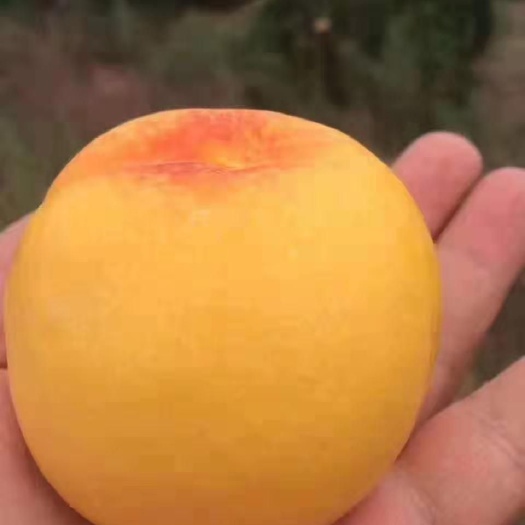桃树苗–黄麻子桃树苗