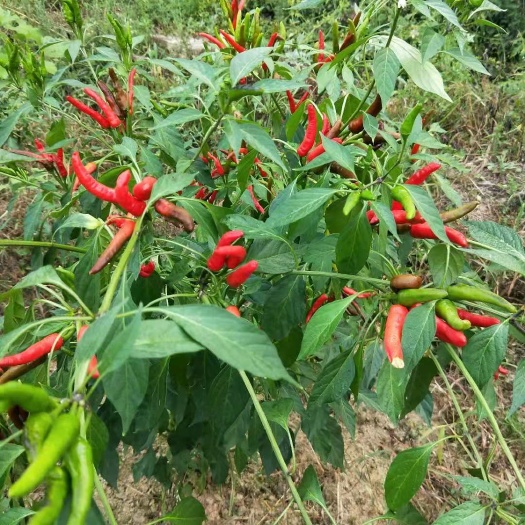 保靖县朝天椒 鲜椒，品相好，统除烂货
