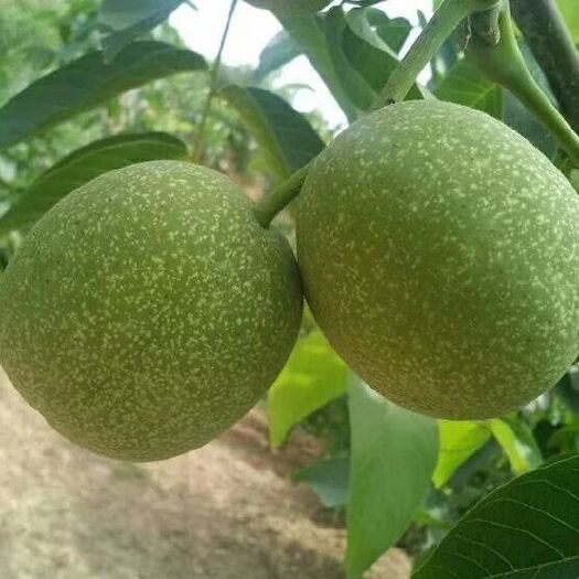 原阳县 带青皮核桃或去青皮核桃