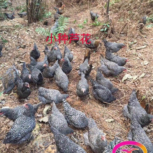 广州芦花鸡苗  小种黑（包打疫苗）
