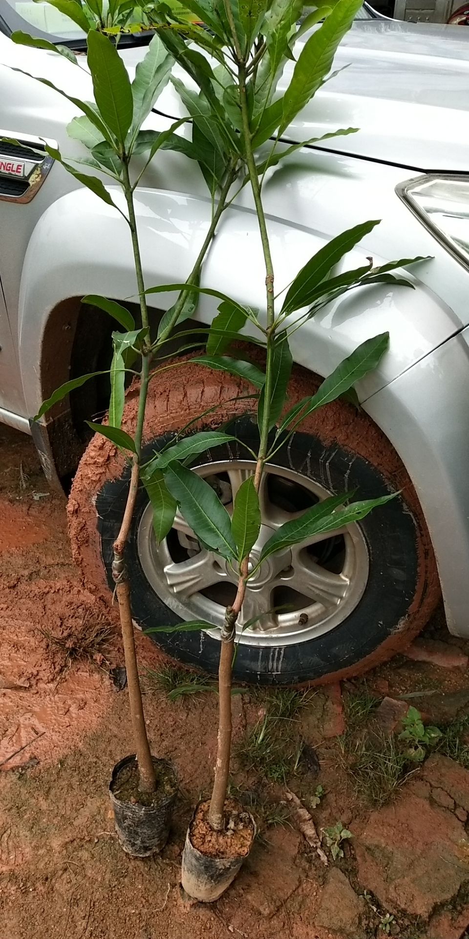 金煌芒果苗   桂七芒果苗