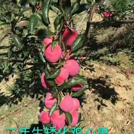 营口苹果树苗–鸡心果树苗