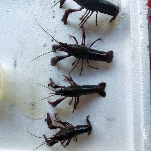 孝感青红虾 7-9钱 塘虾