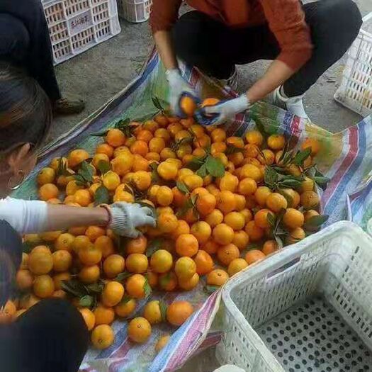 资兴市东江湖蜜橘 东江湖柑橘