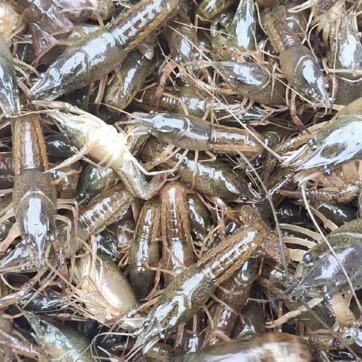 洪湖市小龙虾苗 每天出售1.5万斤 专业恒温车保湿配送