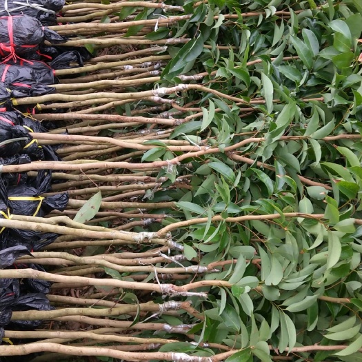灵山县妃子笑荔枝苗  荔枝苗妃子笑桂味荔枝苗