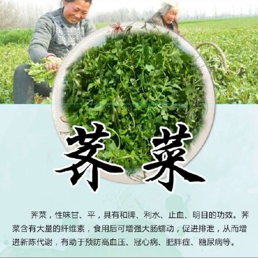 沧州 脱水荠菜馅，泡发率4~5倍，味道浓郁，全国常年供应。