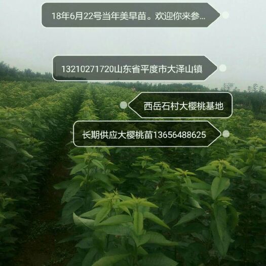 平度市 大樱桃苗红灯