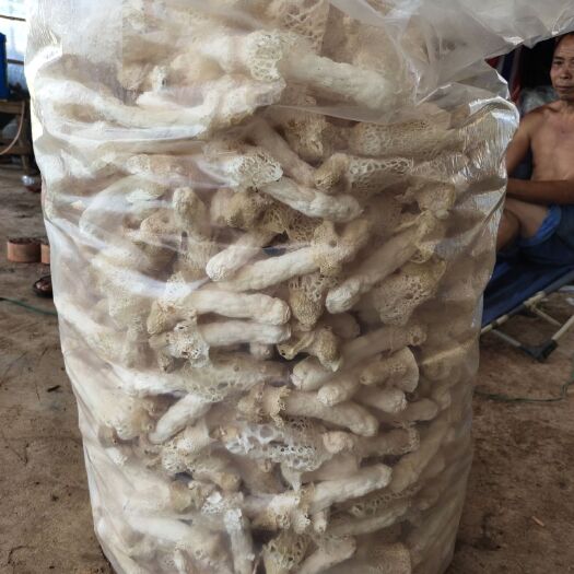 兴义市 鲜竹荪，干竹荪批发