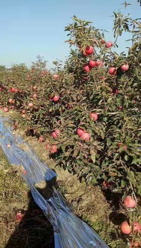 寒富苹果树苗  苹果树苗–寒富士苹果树苗