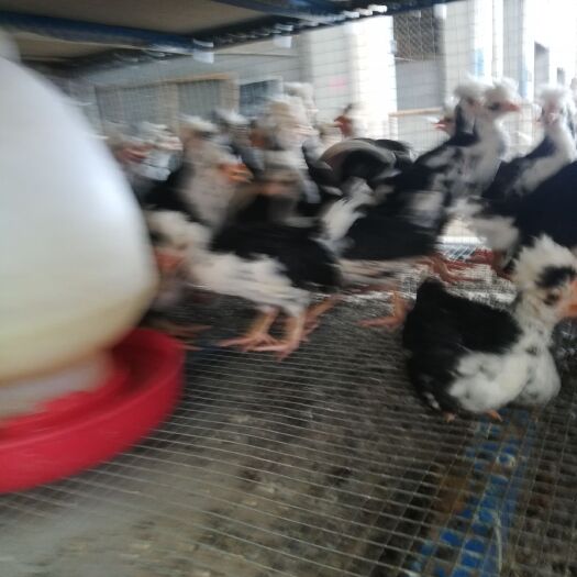 南宁 贵妃鸡鸡苗