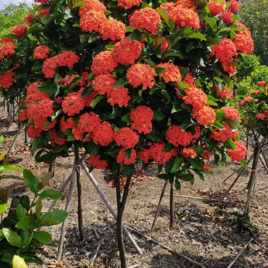 德庆县 大叶龙船花（德庆龙船花）