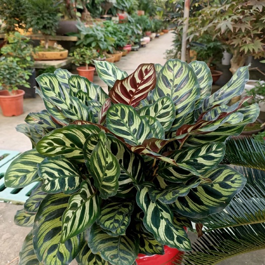 沭阳县 孔雀竹芋竹芋室内阳台盆栽绿植直发地