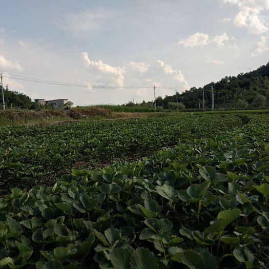 兴安县 供应优质法兰地，甜查理等优质草莓苗，欢迎实地考察，提供技术