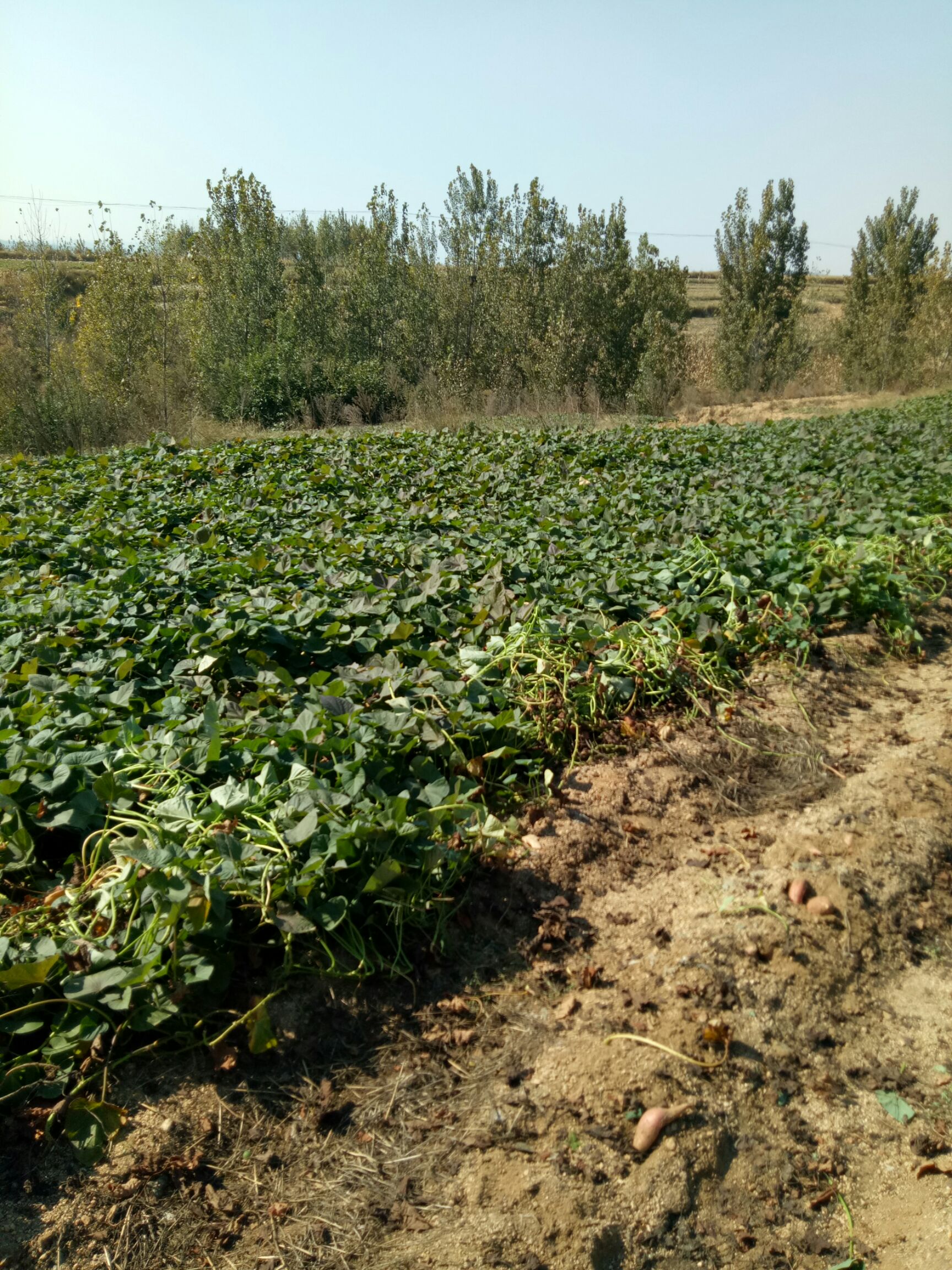 蜜薯  烟薯25号，红薯届的扛把子
糖心，流油，一口咬下去甜