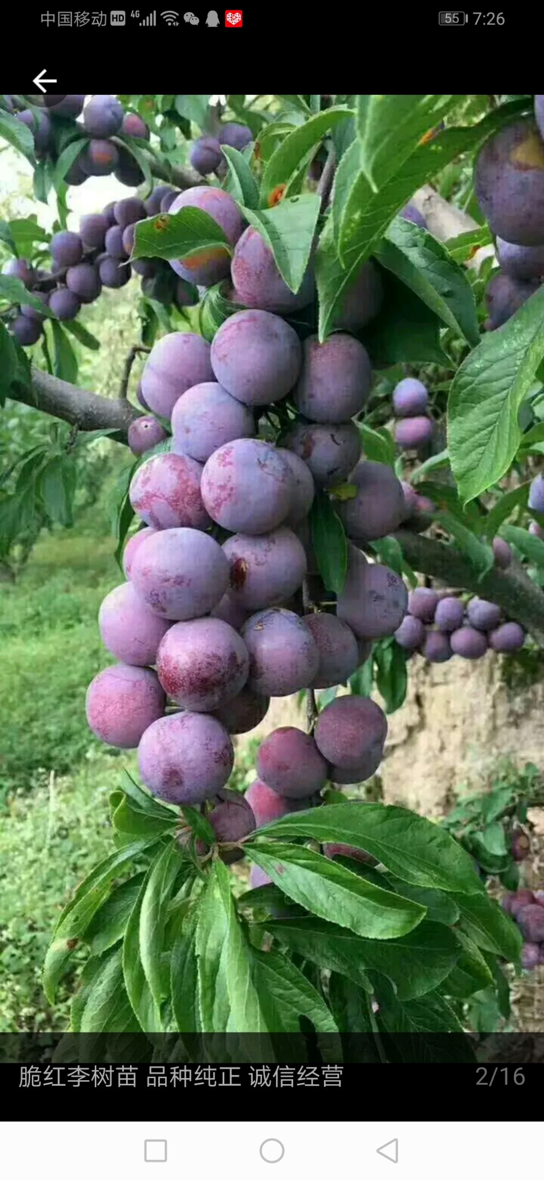脆红李苗 脆红李子树嫁接苗，现挖现卖，保证质量，死苗补发。