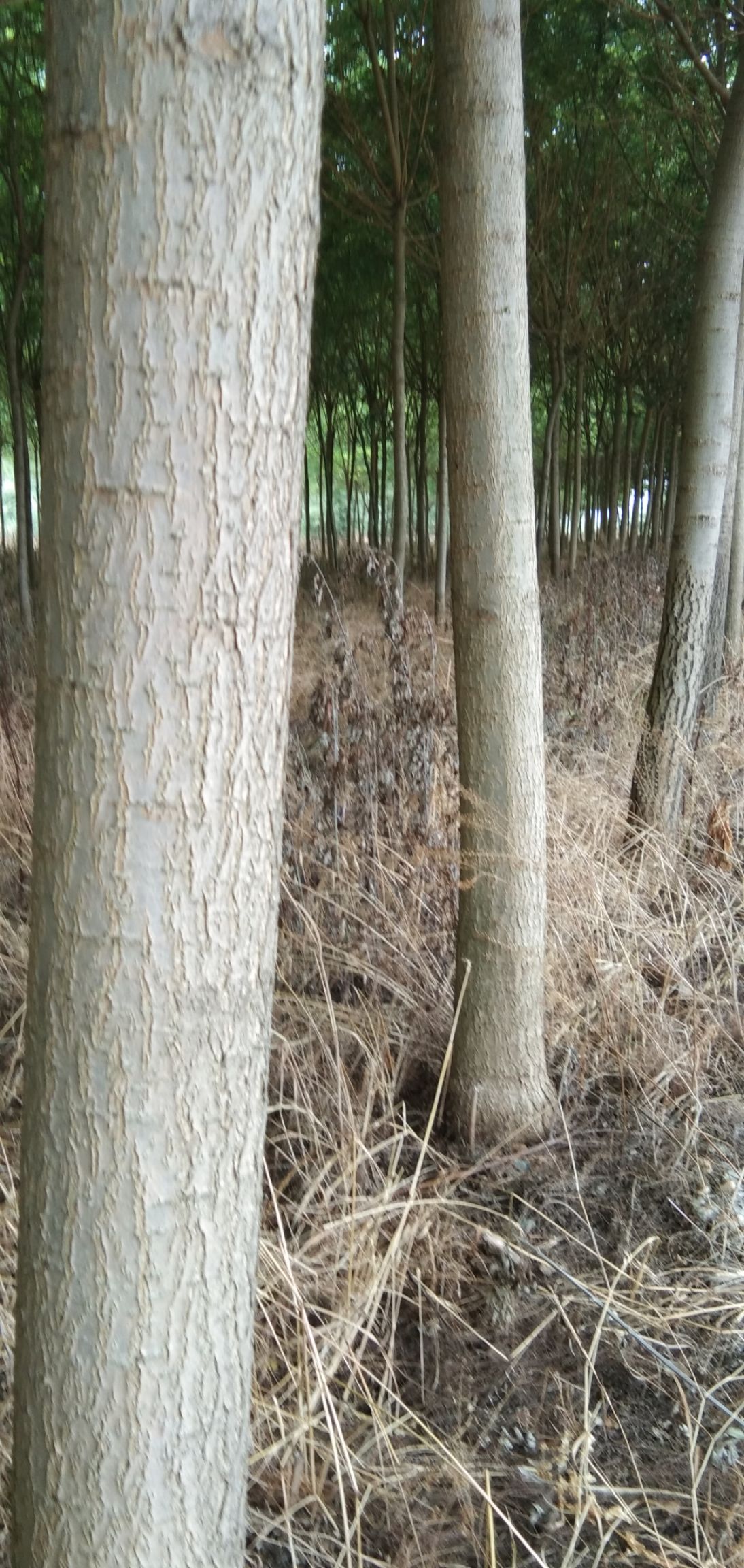 速生国槐 出售优质国槐三千棵，十至十二公分。每棵300元。