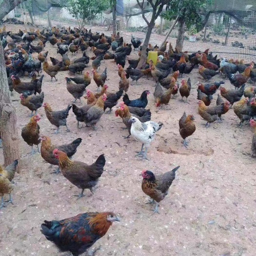 昆明 老品种土鸡苗
