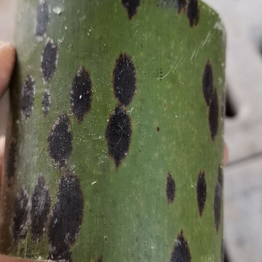 大竹县 湘妃竹
