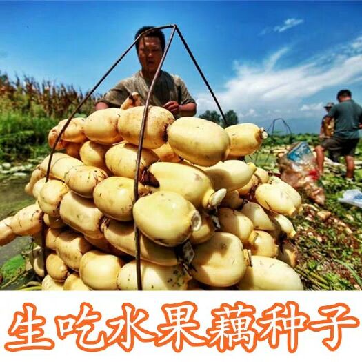 碗莲种子 食用荷花盆栽水桶水缸种植莲藕家庭室内外小型荷花