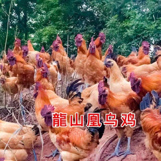广州土鸡苗  黄毛乌鸡苗  黄毛土鸡 乌鸡苗  乌鸡 土鸡  青脚土鸡