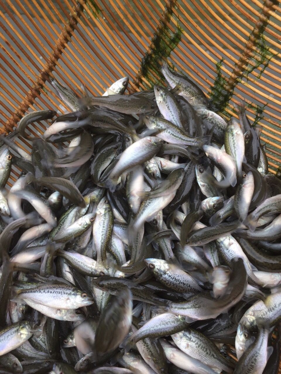 鱸魚苗