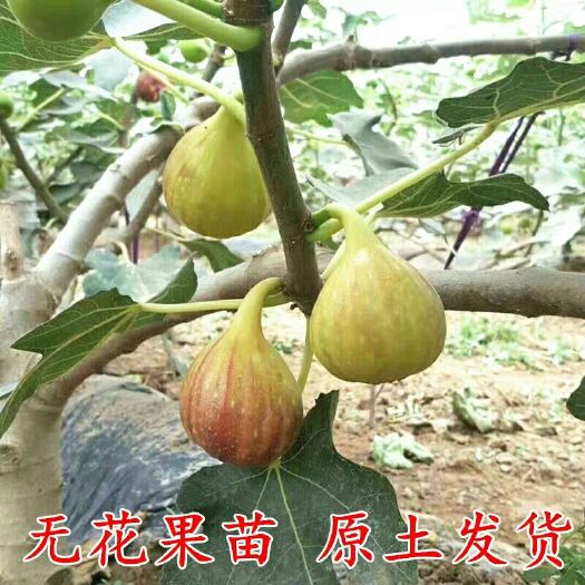 平邑县波姬红无花果苗 新品种。紫红黄 波姬红 五花果树苗。四季盆景地栽当年结果