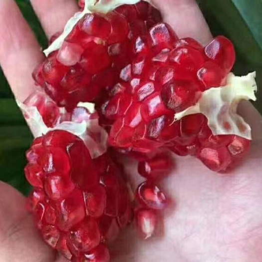 昆明 会理突尼斯软籽石榴