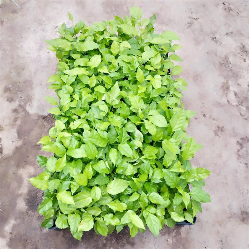 广州海南菜豆树 苗圃直供优质大叶幸福树苗 批发绿宝种苗